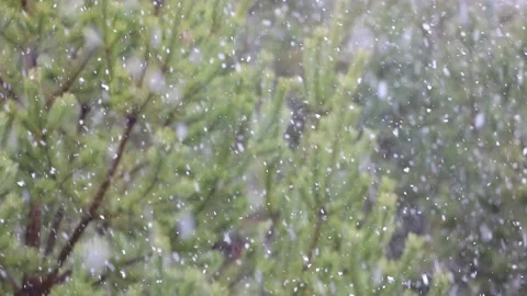 Snowfall in the forest. First snow Stock-Footage 142189235