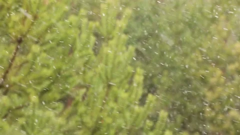 Snowfall in the forest. First snow Stock-Footage 142189237