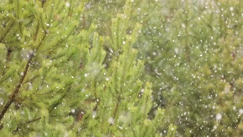 Snowfall in the forest. First snow Stock-Footage 142189245