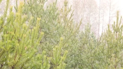 Snowfall in the forest. First snow Stock-Footage 142189286