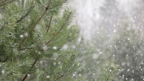 Snowfall in the forest. First snow Stock-Footage 142189307