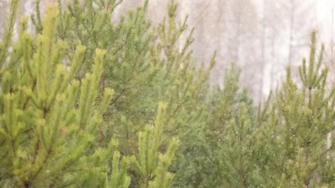 Snowfall in the forest. First snow Stock-Footage 142189317