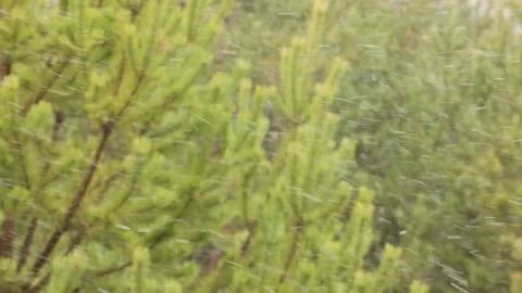 Snowfall in the forest. First snow Stock-Footage 142189319