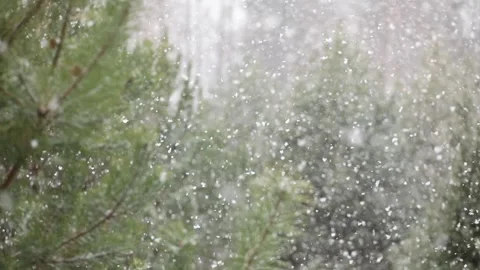 Snowfall in the forest. First snow Stock Footage 142189338