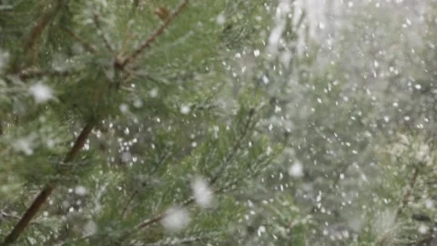 Snowfall in the forest. First snow Stock-Footage 142189369