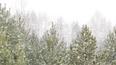 Snowfall in the forest. First snow Stock-Footage 142189433
