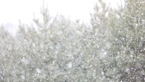 Snowfall in the forest. First snow Stock-Footage 142189479