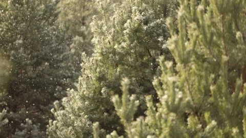 Snowfall in the forest. First snow Stock-Footage 142189490