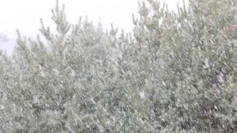 Snowfall in the forest. First snow Stock-Footage 142189508