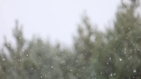 Snowfall in the forest. First snow Stock-Footage 142189522