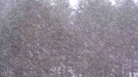 Snowfall in forest Stock Footage 47436371