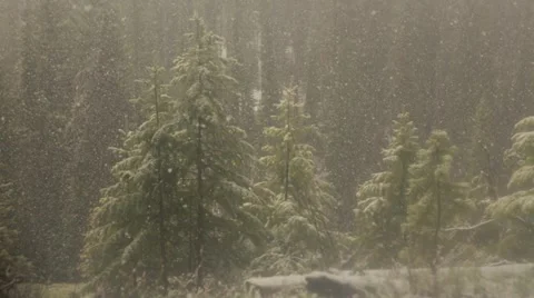 Snowfall in forest Stock Footage 49012901