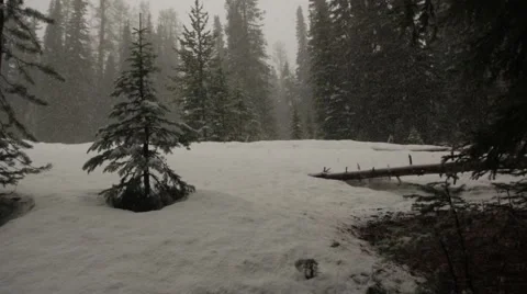 Snowfall in forest Stock Footage 49099714