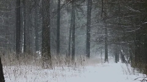 Snowfall in the forest Stock Footage 62759188