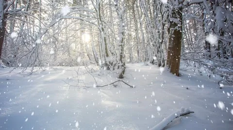 Snowfall in forest Stock Footage 68709767
