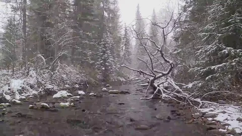 Snowfall in the forest Stock Footage 69113630