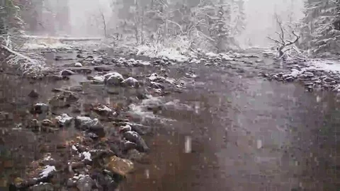 Snowfall in the forest Stock Footage 69113695