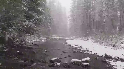 Snowfall in the forest Stock Footage 69113812