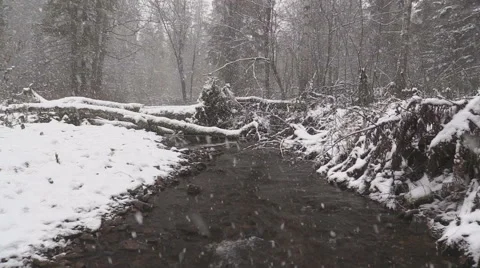 Snowfall in the forest Stock Footage 69244736