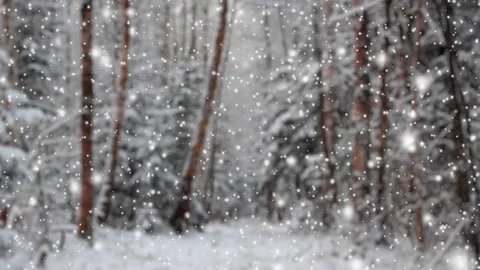 Snowfall in the forest 動画素材 70944101