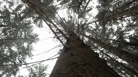 Snowfall in the forest Video stock 72822151