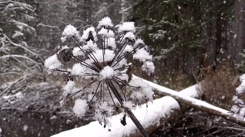 Snowfall in the forest Stock Footage 72917945