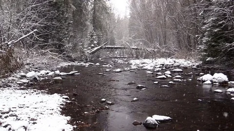Snowfall in the forest Stock Footage 72918176