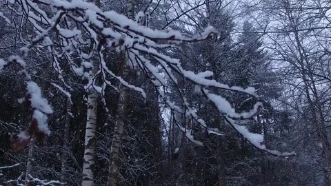 Snowfall in the forest. 库存影片 73874423