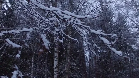 Snowfall in the forest. 库存影片 73874508