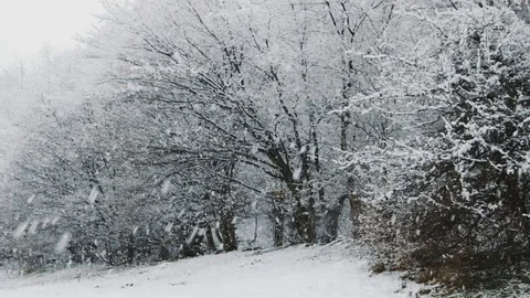 Snowfall in a forest Stock Footage 73899406