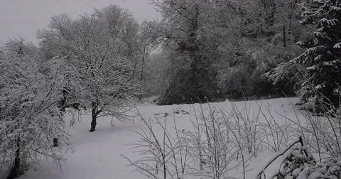 Snowfall on forest 스톡 동영상 84035976