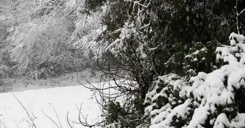 Snowfall on forest Video stock 84036679