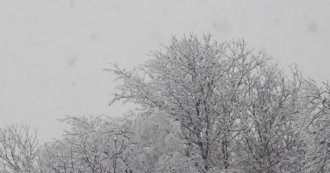 Snowfall on forest 스톡 동영상 84036825
