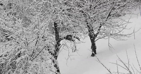 Snowfall on forest 스톡 동영상 84037240