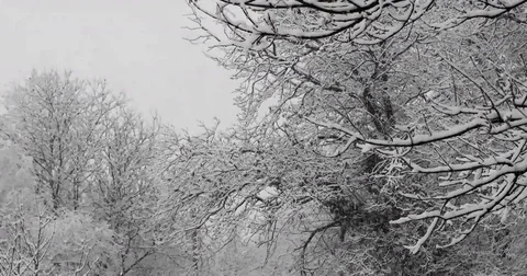 Snowfall on forest Video stock 84037653
