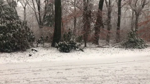 Snowfall in a forest Stock Footage 84774463