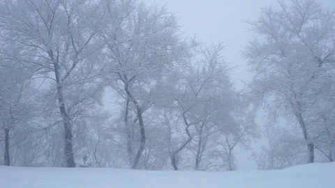 Snowfall in the forest Video stock 86894791