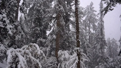 Snowfall in the forest Stock Footage 98905094