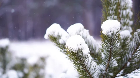 Snowfall in the forest Video stock 102948422