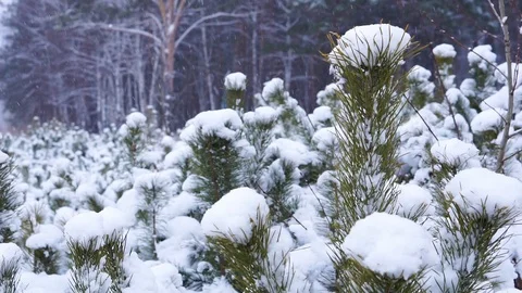 Snowfall in the forest 스톡 동영상 102948471