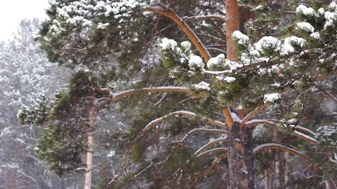 Snowfall in the forest Video stock 102948512