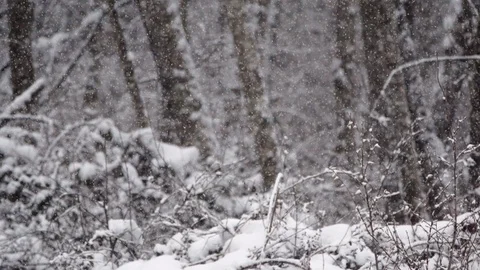 Snowfall in the forest Stock Footage 105188064