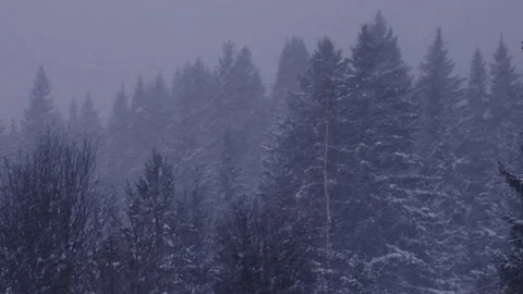 A snowfall in a forest Stock Footage 167495028