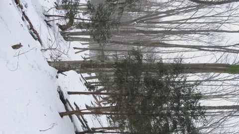Snowfall in the forest Video stock 211626749
