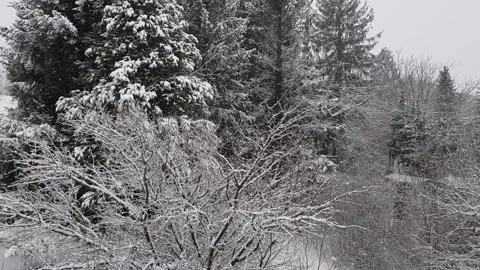 Snowfall in the forest 스톡 동영상 229539375