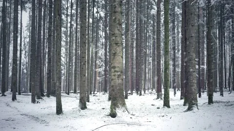 Snowfall in the forest Vídeos de archivo 231415550