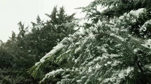 Snowfall in the forest Stock Footage 234870444