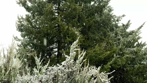 Snowfall in the forest Stock Footage 234870568