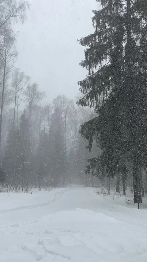 Snowfall in the forest Stock Footage 264957209