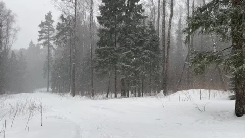 Snowfall in the forest Video stock 264968869